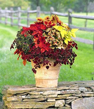 Composition de différentes variétés de Coleus