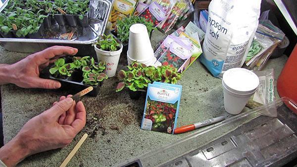 Transplanter les semis dans des pots séparés