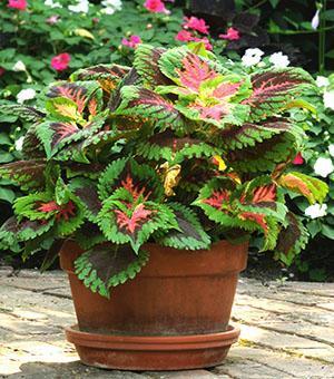 Plante lumineuse et attrayante - Coleus