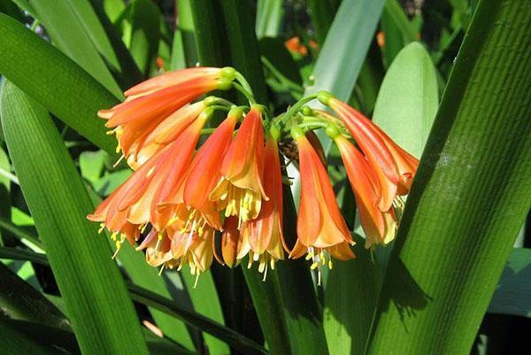 Clivia est adorable. Parapluie d'entonnoirs orange