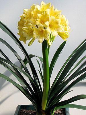 Clivia cinabre