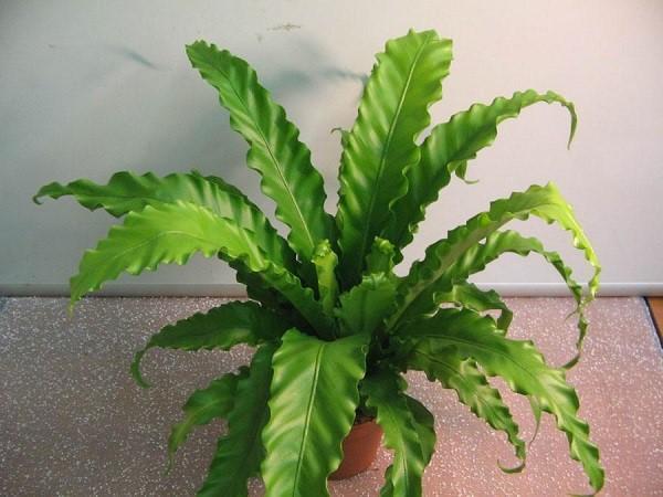 Asplenium sud-asiatique