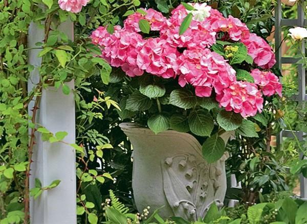 hortensia à grandes feuilles dans un pot