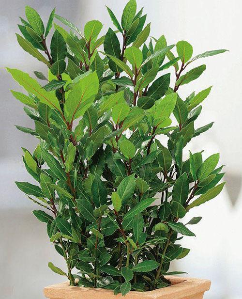 laurel en el alféizar de la ventana