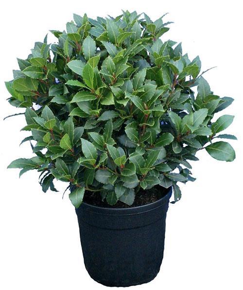 planta de laurel adulta