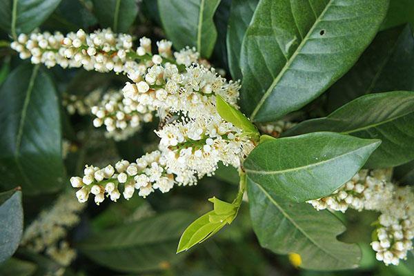 flores de laurel