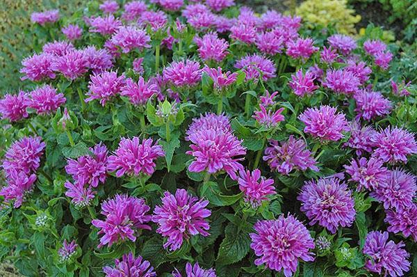 exuberante flor de monarda