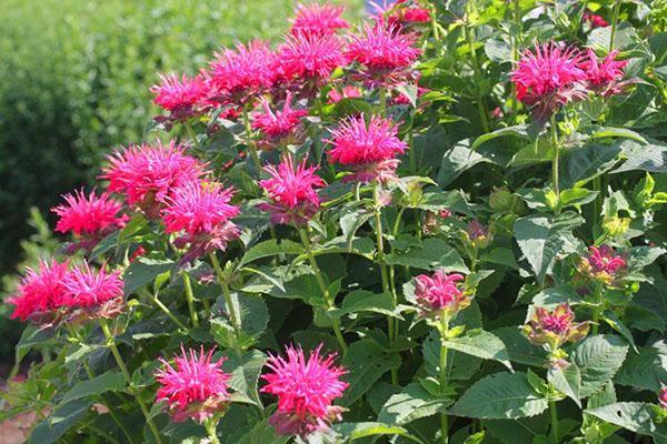 monarda púrpura perenne