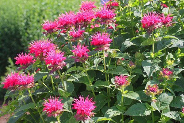 vivace mauve monarda