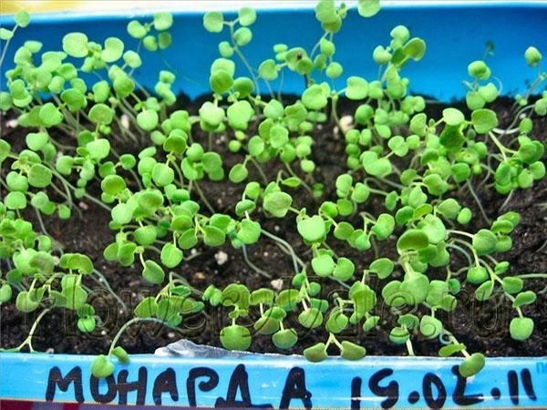 plántulas de semillas de monarda