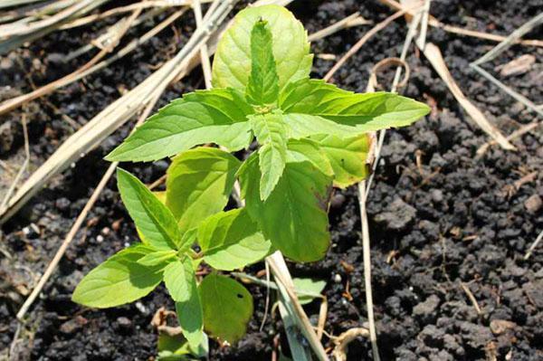 plantar monarda en un macizo de flores