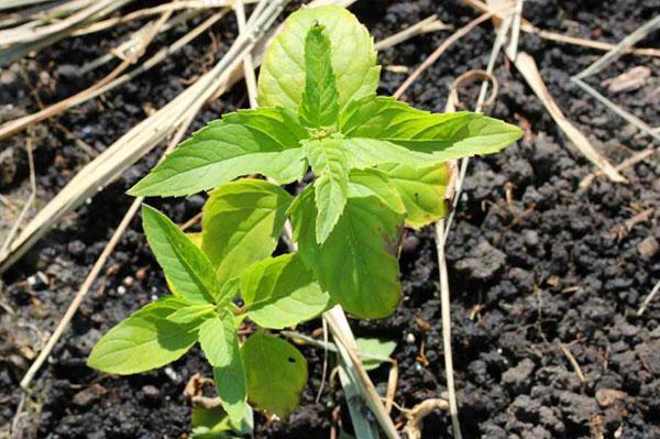 planter la monarda sur un parterre de fleurs