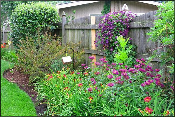 monarda sur un parterre de fleurs d'un chalet d'été