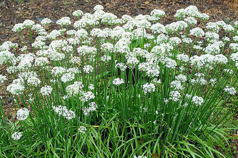 planta perenne cebolla jusai