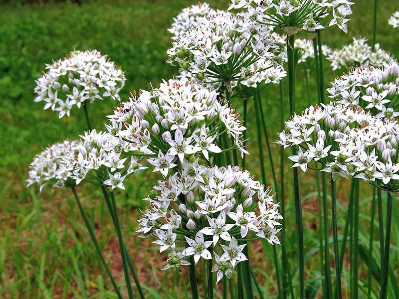 cultivo de cebollas de pimienta gorda jusai