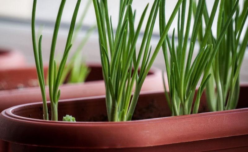 cultivo de cebollas jusai en el alféizar de la ventana