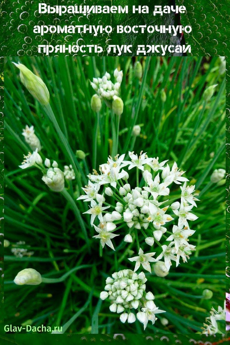 cultivo de cebolla jusai