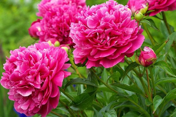 pivoines de jardin pour bouquets
