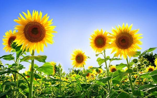 fleurs de tournesol