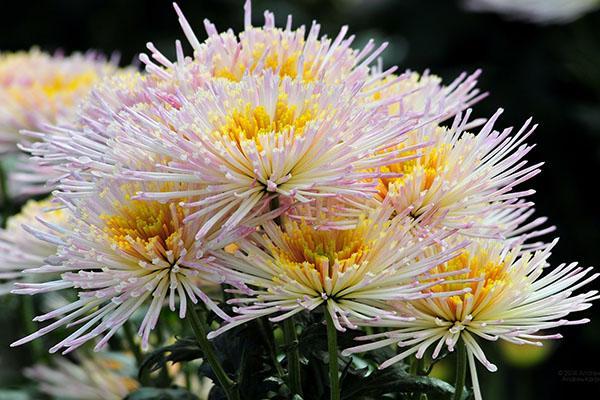 charmant chrysanthème pour bouquets