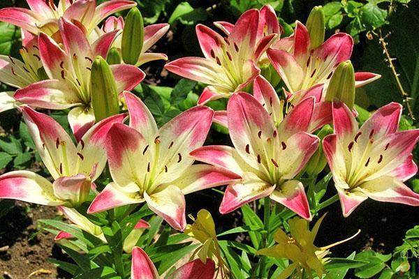 lys de jardin