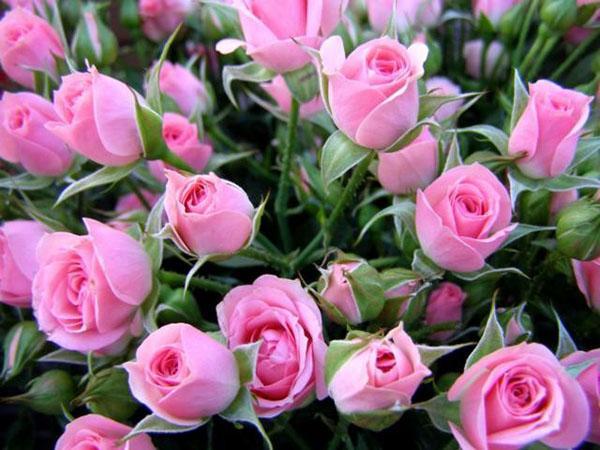 roses délicates pour un bouquet