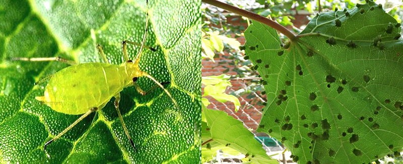 pulgones en uvas