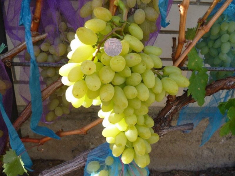 grandes variedades de uva del siglo