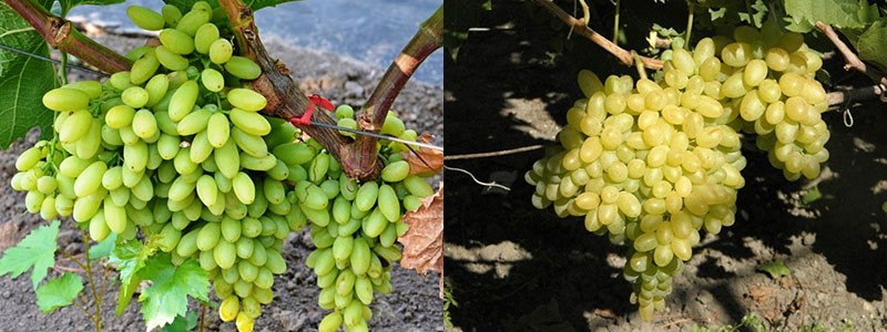 siècle de raisin populaire