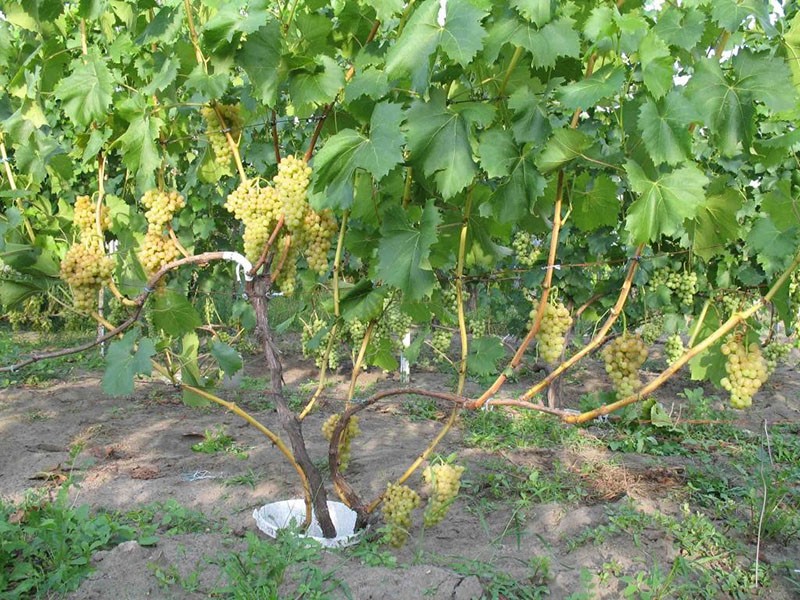 cultivo de uvas