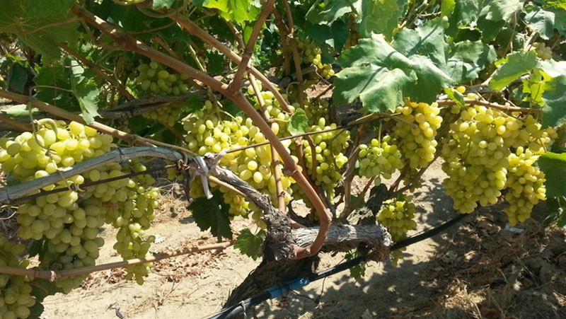 lugar de cultivo de uvas