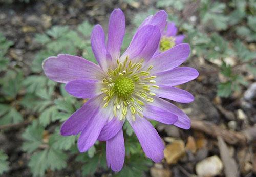 étoile violette anémone