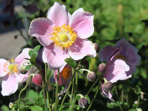 charme anémone septembre