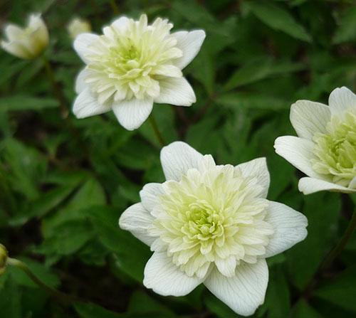 Roble anémona alba plena