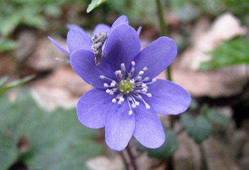 anémona de roble cultivar allenii