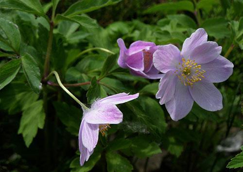 anémona Robinsoniana