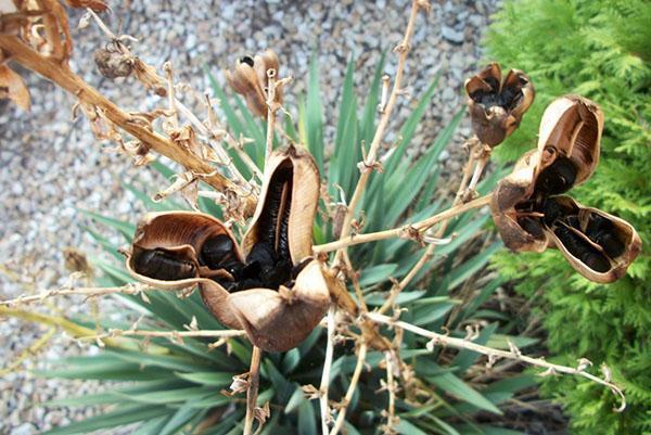 La yuca de jardín se ha desvanecido