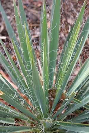 Característica de la estructura de las hojas de la yuca filamentosa.