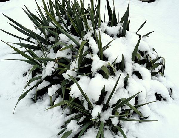 En las regiones cálidas, la yuca no está protegida durante el invierno.