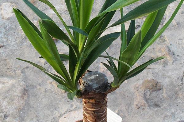 Poda de yuca para cría.