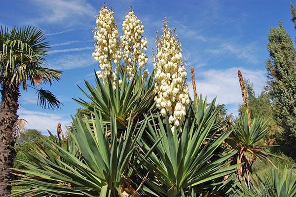 Yuca filamentosa en la naturaleza