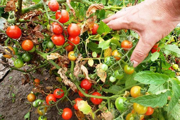 Tomates utilisées pour le marinage