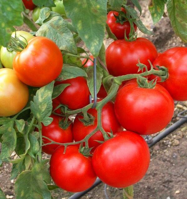 Les tomates denses pas très grosses sont choisies pour le salage.