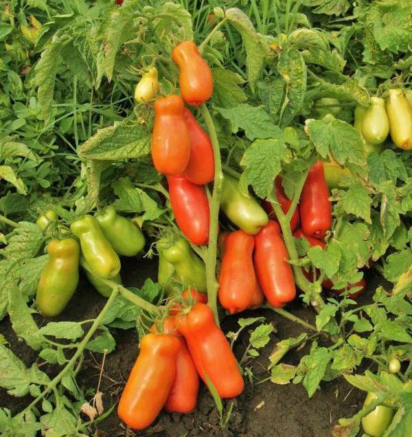 Tomates de la variété Merry Dwarf