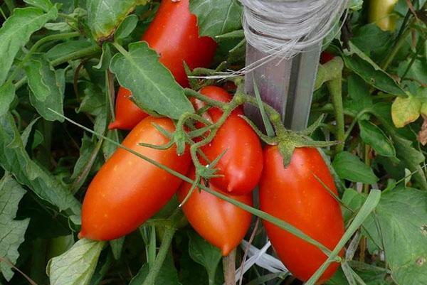 Tomates Buratino