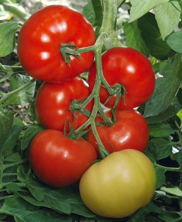 Tomate Verlioka