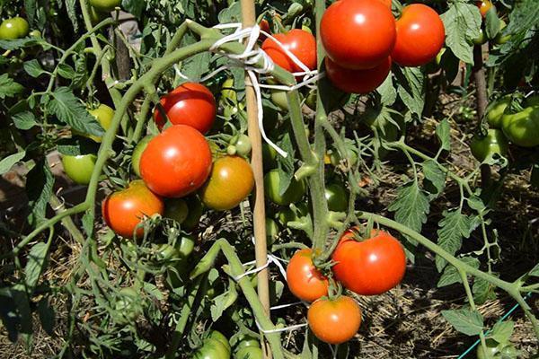 Variedad de tomate Residente de verano