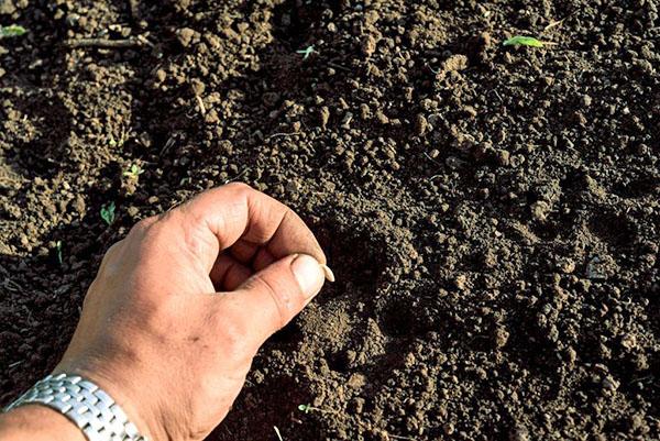 planter des graines de cornichon