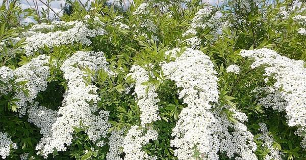 spirea en su cabaña de verano