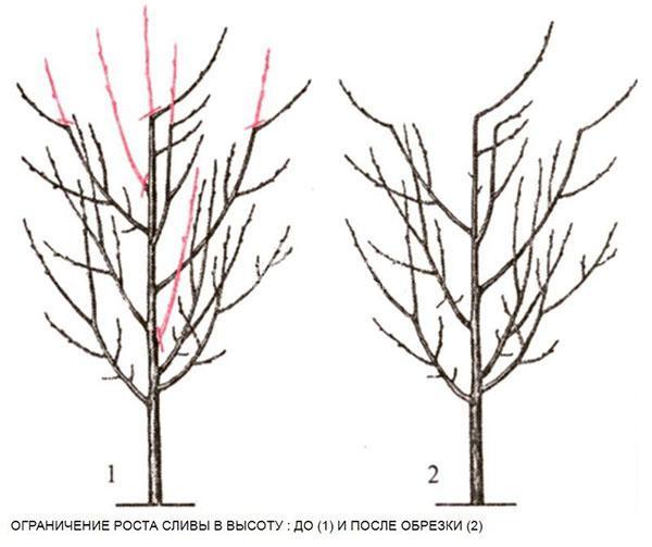 podar ciruelas para limitar el crecimiento